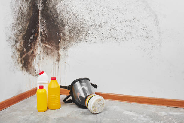 Best Emergency Mold Remediation in Scappoose, OR