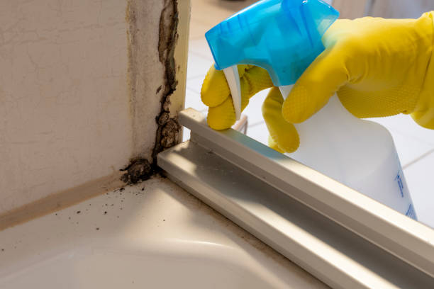 Best Mold Testing and Inspection Services in Scappoose, OR