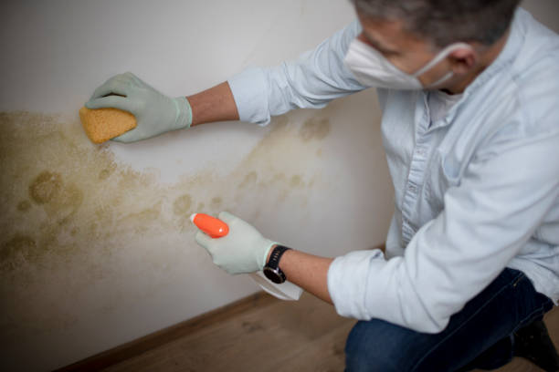 Best Residential Mold Remediation in Scappoose, OR