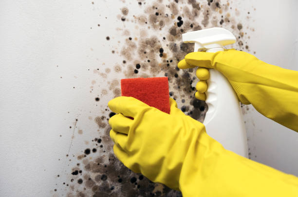 Best Residential Mold Remediation in Scappoose, OR