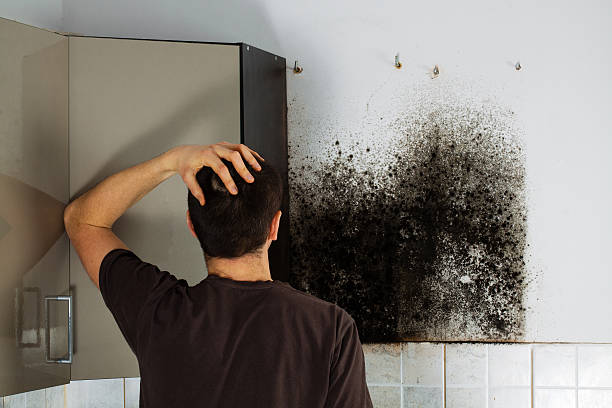 Best White Mold Remediation in Scappoose, OR