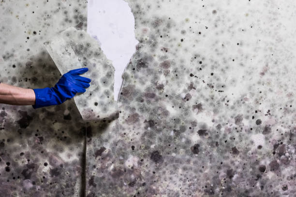 Best Emergency Mold Remediation in Scappoose, OR