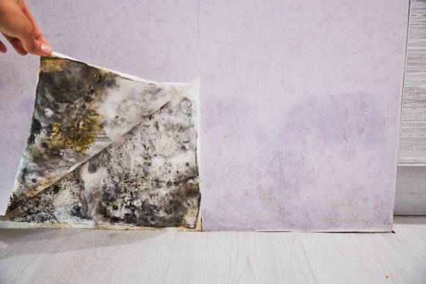 Best Insurance-Related Mold Remediation in Scappoose, OR